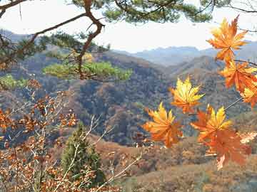 管家婆一肖中一碼630,管家婆一肖中一碼630，揭秘神秘預(yù)測背后的故事